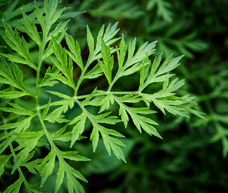 1658471811284955.jpg 艾草.jpg